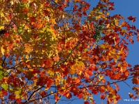74659CrReLeUsm - Walking with Beth at Scout Valley   Each New Day A Miracle  [  Understanding the Bible   |   Poetry   |   Story  ]- by Pete Rhebergen